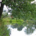 La Loire à Balbigny photo #397