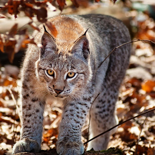 Hd-176265-ascw176265