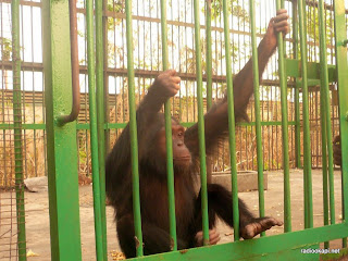 Chimpanze au parc presidentiel de la N'Sele, 2010