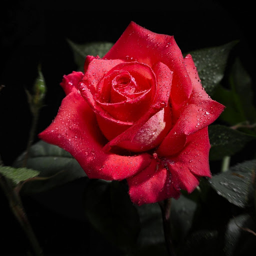 Hd-132395-ascw132395