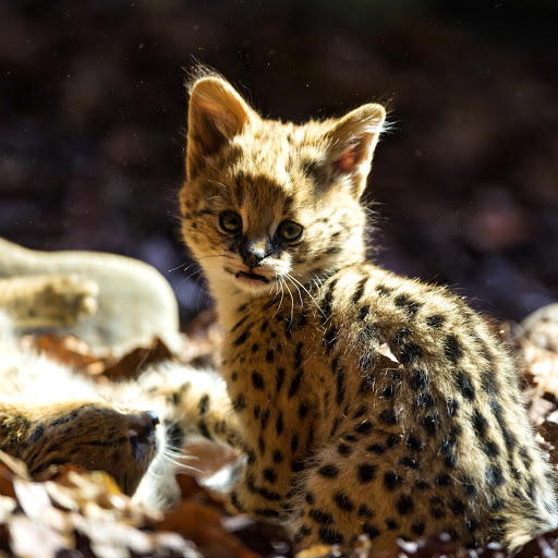 Hd-156619-ascw156619