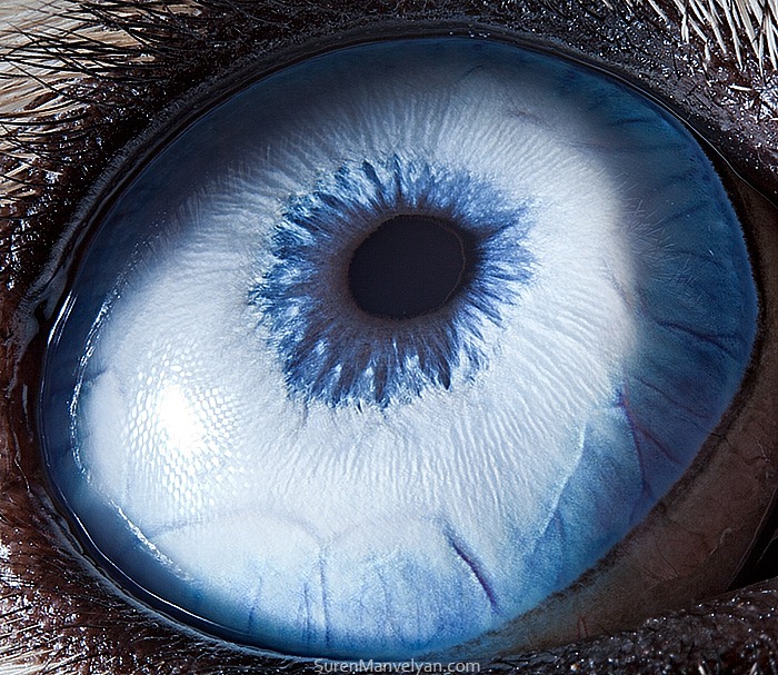 animal-eyes-11
