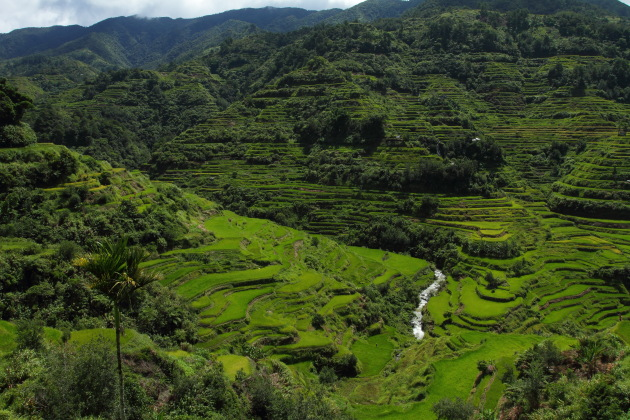 Rice Terraces from Banaue View Point