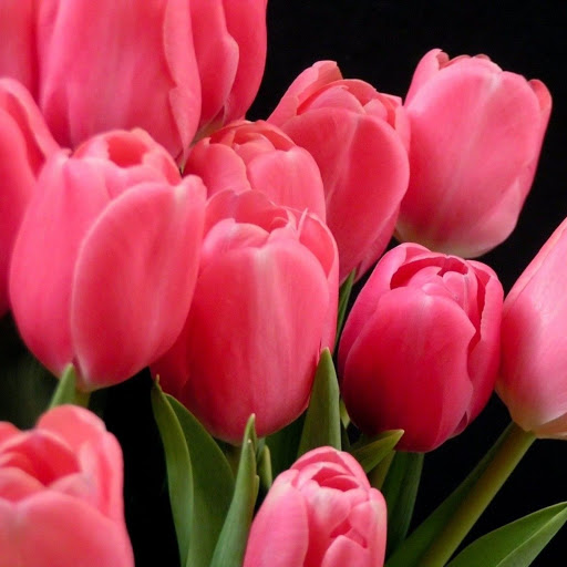 Hd-133699-ascw133699