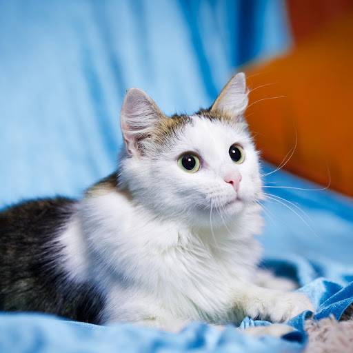 Hd-185676-ascw185676