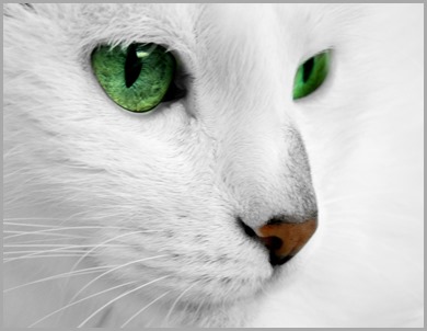 white_cat_with_green_eyes_by_reconreno-d5kkolm
