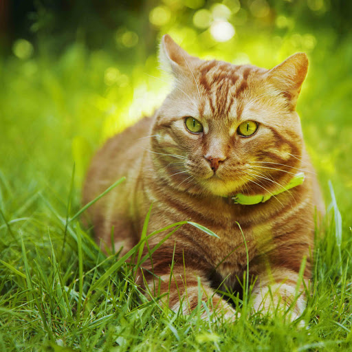 Hd-181051-ascw181051