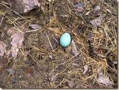 Robin egg blue