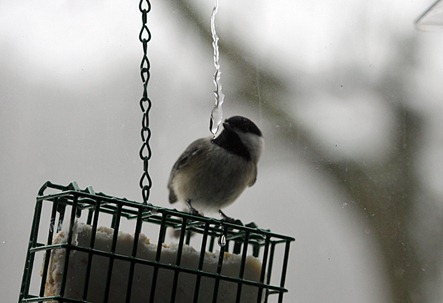 chickadee2