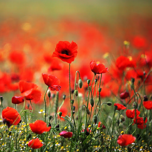 Hd-142243-ascw142243