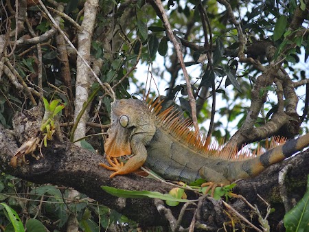 10. Iguana in copac.JPG