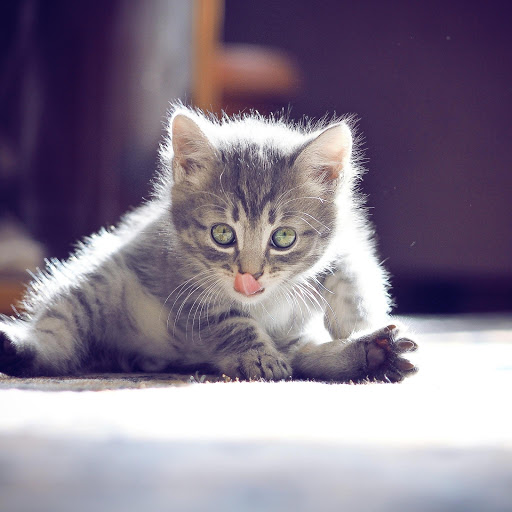 Hd-171315-ascw171315