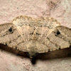 Dot-lined Angle Moth.