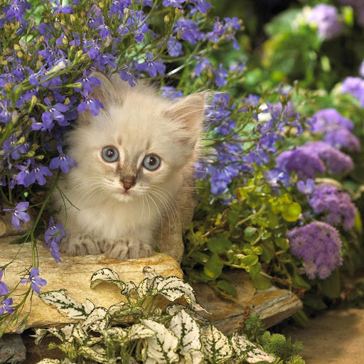 Hd-172843-ascw172843