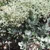 St. Catherine's Lace
