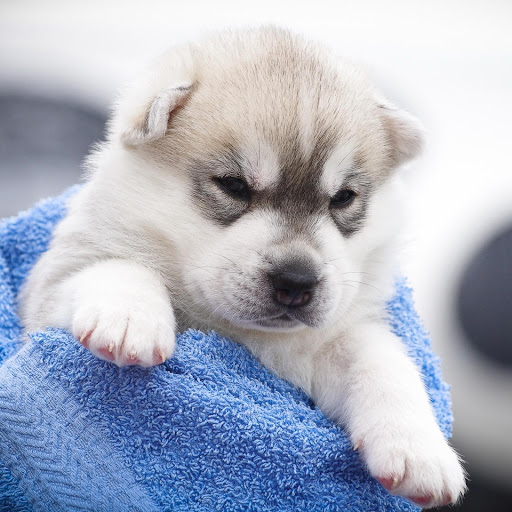 Hd-175906-ascw175906