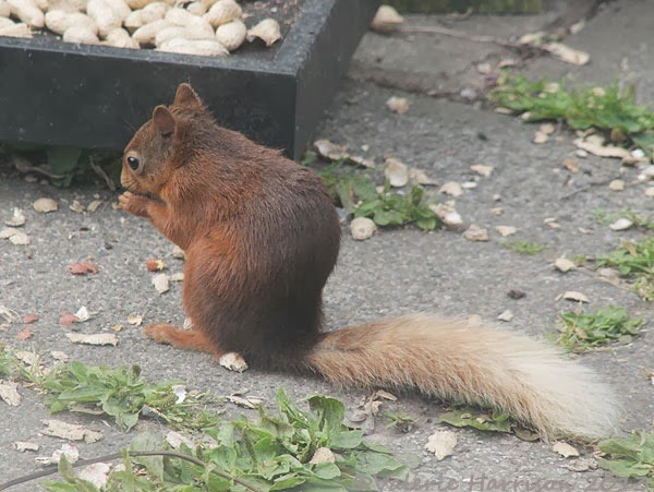 [red-squirrel-1%255B2%255D.jpg]