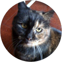 Monica Orsatti profile picture