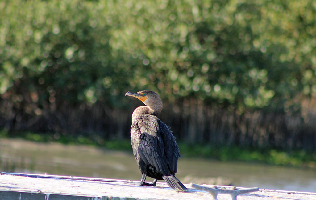 [double-crested-cormorant-SP-201311.jpg]