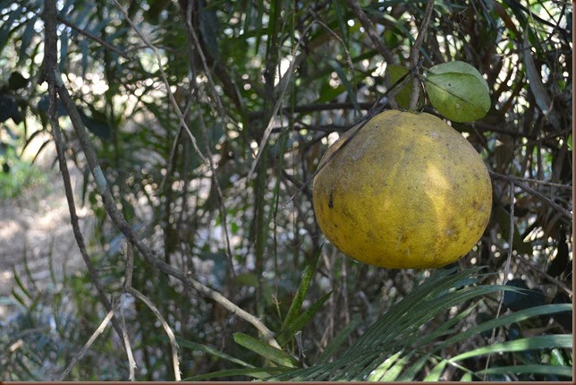 Citrus maxima (Burm. f.) Merr. Rutaceae: pummelo, ส้มโอ