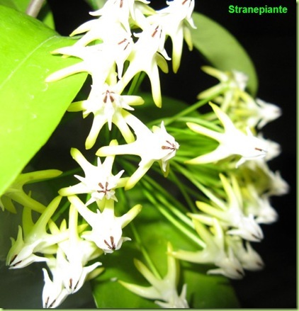 Hoya multiflora thailandia