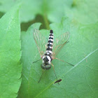 Ornate Snipe Fly