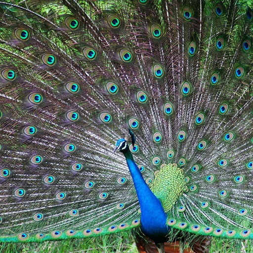 Hd-157086-ascw157086