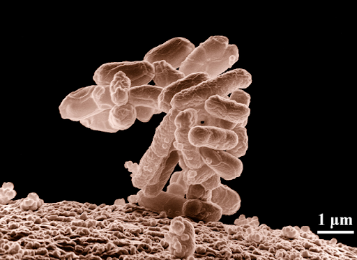 9.) Fecal Bacteriotherapy: This one is actually still used today as it is 90% in treating Clostridium difficile infection. To put it bluntly, they inject someone else's poop up your butt. Sounds gross, but it actually realigns the healthy bacteria in the colon.