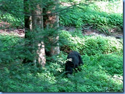 0091 Great Smoky Mountain National Park  - Tennessee - Laurel Creek Road - Black Bear
