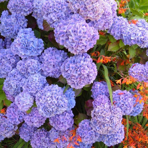 Hd-147670-ascw147670