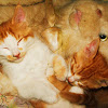 Kittens- orange/white