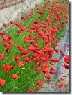 IMG_1345 IMG_1345