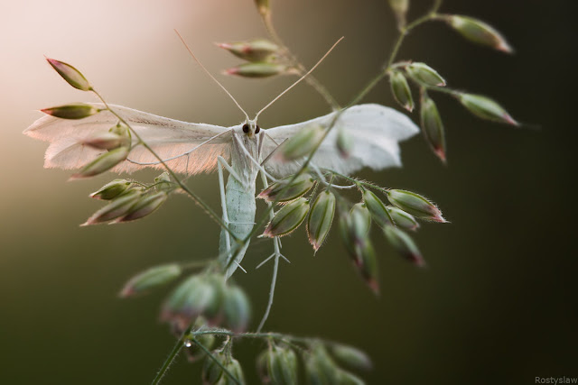 Rostilaw - 1 mariposa-paltsekrylka.jpg