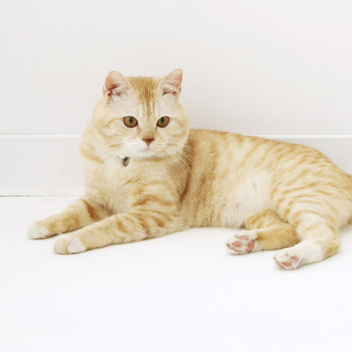 Hd-182115-ascw182115