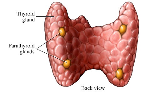 [thyroid%2520parathyroid%255B3%255D.jpg]