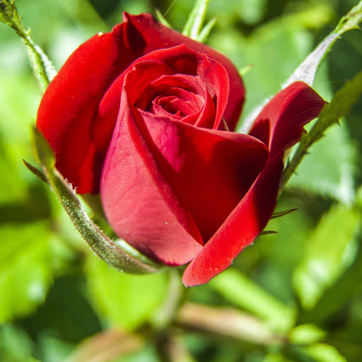 Hd-152555-ascw152555