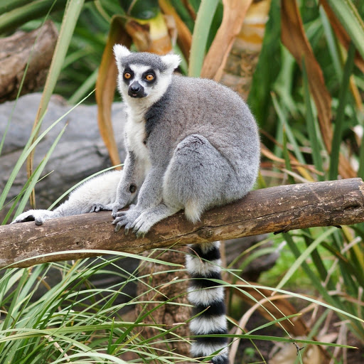 Hd-158960-ascw158960