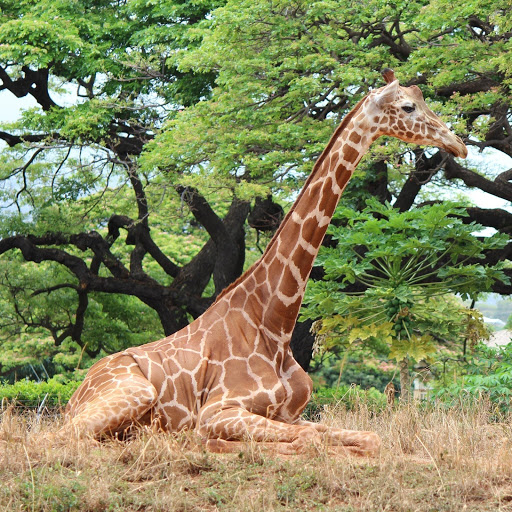 Hd-155801-ascw155801