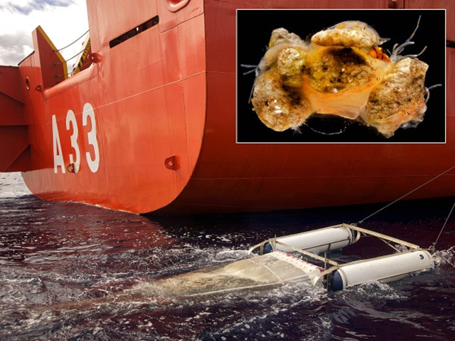 The RV Hesperides tows along a net designed to skim the ocean surface, catching floating plastic particles (inset). Photo: Joan Costa