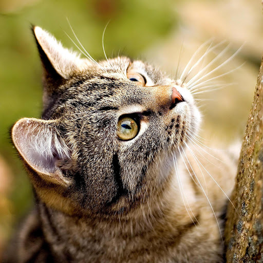 Hd-170339-ascw170339