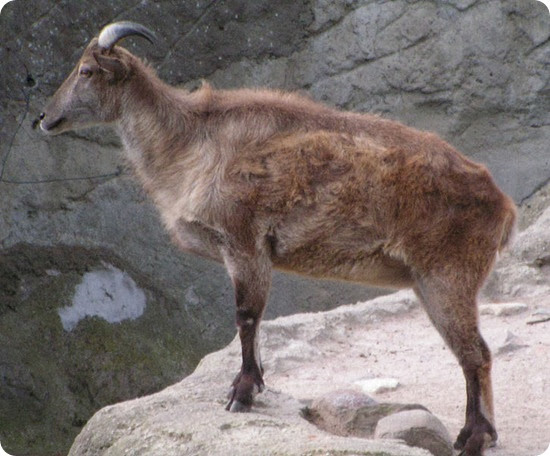 Tahr Himalaya