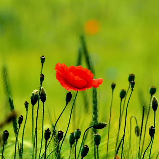 Hd-182337-ascw182337