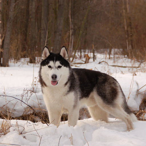 Hd-173305-ascw173305