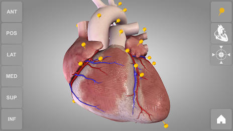 Heart 3D Anatomy Lite poster 11