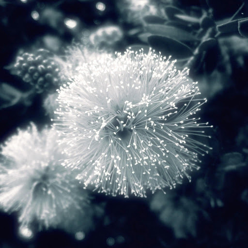 Hd-175838-ascw175838