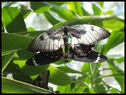 Australia, Kuranda Butterfly Park (8)