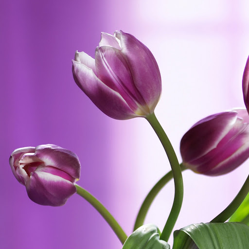 Hd-134487-ascw134487