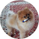 Image Google de IMPORTANT