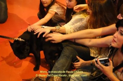 Moro, la mascota de Paula Cháves.JPG