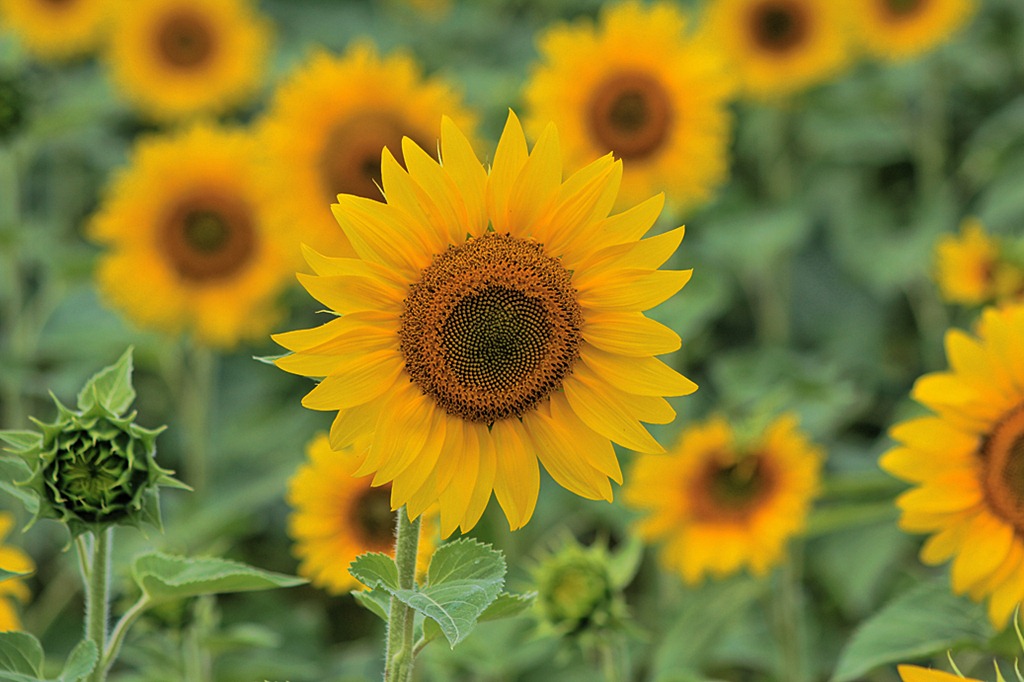 [sunflower5%255B6%255D.jpg]